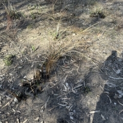 Lomandra longifolia at Aranda, ACT - 8 Aug 2023 02:24 PM