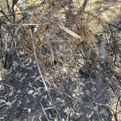 Cassytha pubescens (Devil's Twine) at Aranda, ACT - 8 Aug 2023 by lbradley