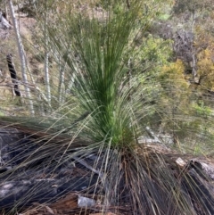 Xanthorrhoea glauca subsp. angustifolia (Grey Grass-tree) at Cotter River, ACT - 5 Aug 2023 by NickiTaws