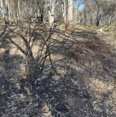 Daviesia sp. (Bitter-pea) at Belconnen, ACT - 8 Aug 2023 by lbradley