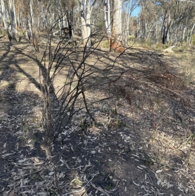 Daviesia sp. (Bitter-pea) at Aranda Bushland - 8 Aug 2023 by lbradley