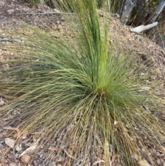 Xanthorrhoea glauca subsp. angustifolia (Grey Grass-tree) at Cotter River, ACT - 5 Aug 2023 by NickiTaws