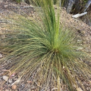 Xanthorrhoea glauca subsp. angustifolia at Cotter River, ACT - 5 Aug 2023