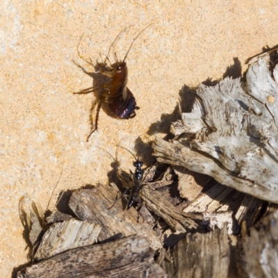 Ampulicidae (family) (Cockroach Wasp) at Paddys River, ACT - 4 Aug 2023 by CanberraDSN