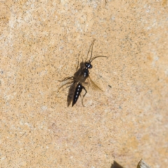 Ampulicidae (family) at Paddys River, ACT - 4 Aug 2023 02:00 PM