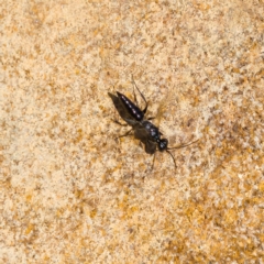 Ampulicidae (family) at Paddys River, ACT - 4 Aug 2023 02:00 PM