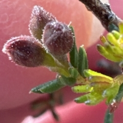 Dillwynia phylicoides (A Parrot-pea) at Aranda, ACT - 8 Aug 2023 by lbradley