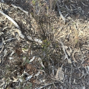 Dillwynia phylicoides at Aranda, ACT - 8 Aug 2023 02:34 PM