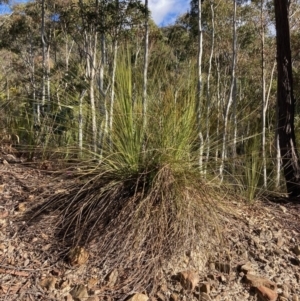 Xanthorrhoea glauca subsp. angustifolia at Cotter River, ACT - 5 Aug 2023