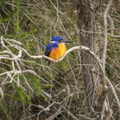 Ceyx azureus (Azure Kingfisher) at South Pambula, NSW - 15 Jul 2023 by trevsci