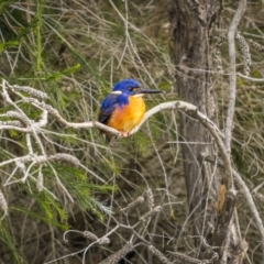 Ceyx azureus (Azure Kingfisher) at South Pambula, NSW - 14 Jul 2023 by trevsci