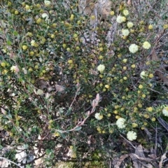 Acacia gunnii at Tuggeranong, ACT - 8 Aug 2023