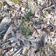 Hovea heterophylla (Common Hovea) at Tuggeranong, ACT - 8 Aug 2023 by LPadg