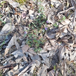 Hovea heterophylla at Tuggeranong, ACT - 8 Aug 2023