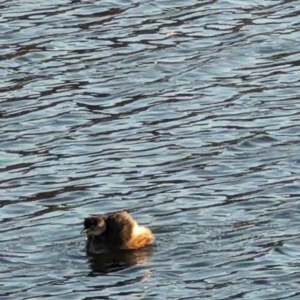 Tachybaptus novaehollandiae at Mawson, ACT - 8 Aug 2023