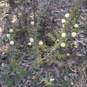 Acacia ulicifolia at Tuggeranong, ACT - 8 Aug 2023