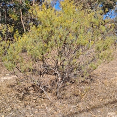 Unidentified Wattle at Tuggeranong, ACT - 8 Aug 2023 by LPadg