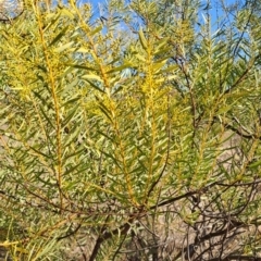 Acacia decora at Tuggeranong, ACT - 8 Aug 2023 01:48 PM