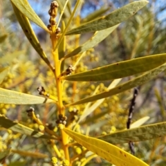 Acacia decora at Tuggeranong, ACT - 8 Aug 2023 01:48 PM