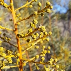 Acacia decora at Tuggeranong, ACT - 8 Aug 2023 01:48 PM