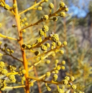 Acacia decora at Tuggeranong, ACT - 8 Aug 2023 01:48 PM