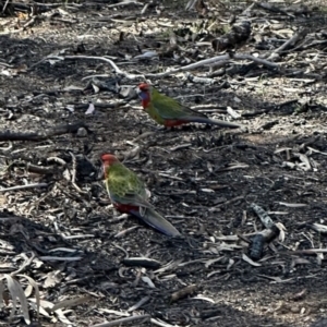 Platycercus elegans at Aranda, ACT - 8 Aug 2023