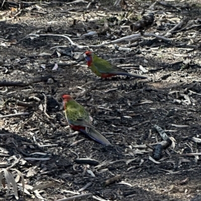 Platycercus elegans (Crimson Rosella) at Aranda Bushland - 8 Aug 2023 by lbradley