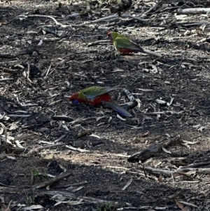 Platycercus elegans at Aranda, ACT - 8 Aug 2023