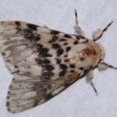 Lymantria antennata (A Noctuid moth (Eribidae)) at Sheldon, QLD - 8 Jun 2007 by PJH123