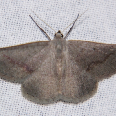 Nearcha (genus) (An Oenochromine moth) at Sheldon, QLD - 8 Jun 2007 by PJH123