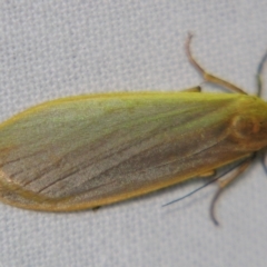 Eilema plana (Little White Lichen Moth) at Sheldon, QLD - 9 Jun 2007 by PJH123