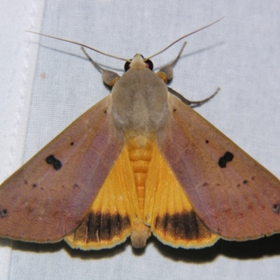 Ophiusa disjungens (Guava Moth) at Sheldon, QLD - 9 Jun 2007 by PJH123