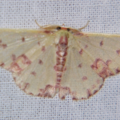 Prasinocyma rhodocosma (Northern Emerald) at Sheldon, QLD - 9 Jun 2007 by PJH123