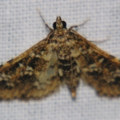 Samea multiplicalis (Salvinia Moth) at Sheldon, QLD - 9 Jun 2007 by PJH123