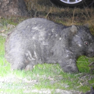 Vombatus ursinus at Kambah, ACT - 8 Aug 2023 07:05 PM