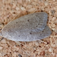 Chezala privatella (A Concealer moth) at Moruya, NSW - 8 Aug 2023 by LisaH