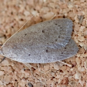 Chezala privatella at Moruya, NSW - suppressed