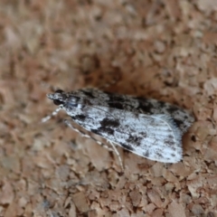 Scoparia chiasta (A Crambid moth) at Moruya, NSW - 8 Aug 2023 by LisaH