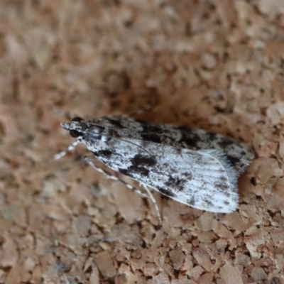 Scoparia chiasta (A Crambid moth) at Moruya, NSW - 8 Aug 2023 by LisaH