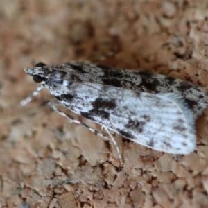 Scoparia chiasta at Moruya, NSW - suppressed