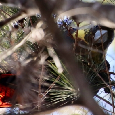 Calyptorhynchus lathami lathami (Glossy Black-Cockatoo) at Moruya, NSW - 7 Aug 2023 by LisaH