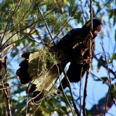 Zanda funerea (Yellow-tailed Black-Cockatoo) at Moruya, NSW - 8 Aug 2023 by LisaH