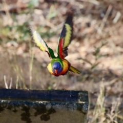 Trichoglossus moluccanus (Rainbow Lorikeet) at Moruya, NSW - 8 Aug 2023 by LisaH