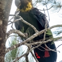 Calyptorhynchus lathami lathami (Glossy Black-Cockatoo) at Bundanoon, NSW - 4 Aug 2023 by Aussiegall