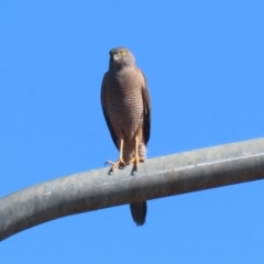 Accipiter fasciatus (Brown Goshawk) at Tharwa, ACT - 8 Aug 2023 by RodDeb