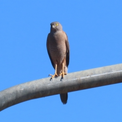 Accipiter fasciatus (Brown Goshawk) at Tharwa Bridge - 8 Aug 2023 by RodDeb