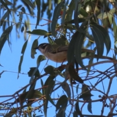 Melithreptus brevirostris (Brown-headed Honeyeater) at Booth, ACT - 8 Aug 2023 by RodDeb