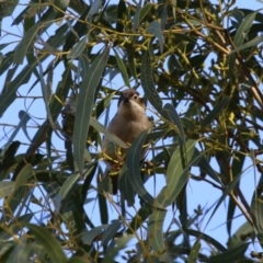 Melithreptus brevirostris at Booth, ACT - 8 Aug 2023