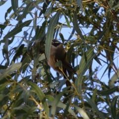 Melithreptus brevirostris at Booth, ACT - 8 Aug 2023