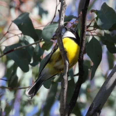 Pachycephala pectoralis (Golden Whistler) at Booth, ACT - 8 Aug 2023 by RodDeb